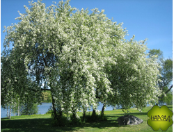 Черёмуха "Памяти Саламатова"