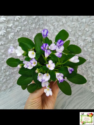 ГЕА-Я Подарю Вам Ландыши (Е. Галицкая) 2024 г. трейлер