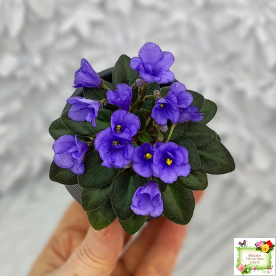 Rob's Twinkle Blue (R.Robinson)