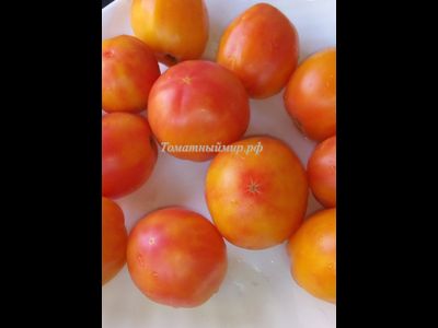 Томат Козула 141 (Kozula 141)