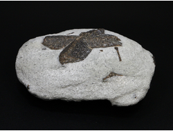 Ставролит, сросток кристаллов "косой крест" на сланце, Россия, Кольский п-ов (90*64*31 мм, 256 г) №23687