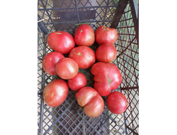 Томат гном ОПО (OPO)