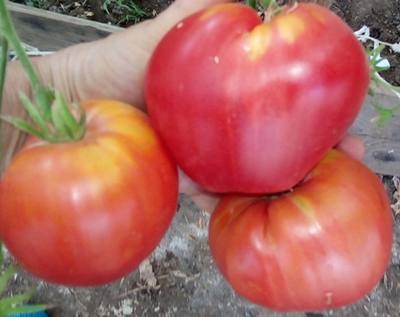 Томат Коловый