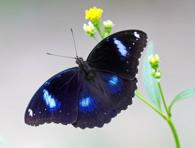 лунная бабочка . размах крыльев 5-7 см.