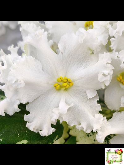 ЛИС-Поиграй Снежинками (Л. Сергеева) 2024 г.