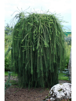 Лиственница европейская Pendula