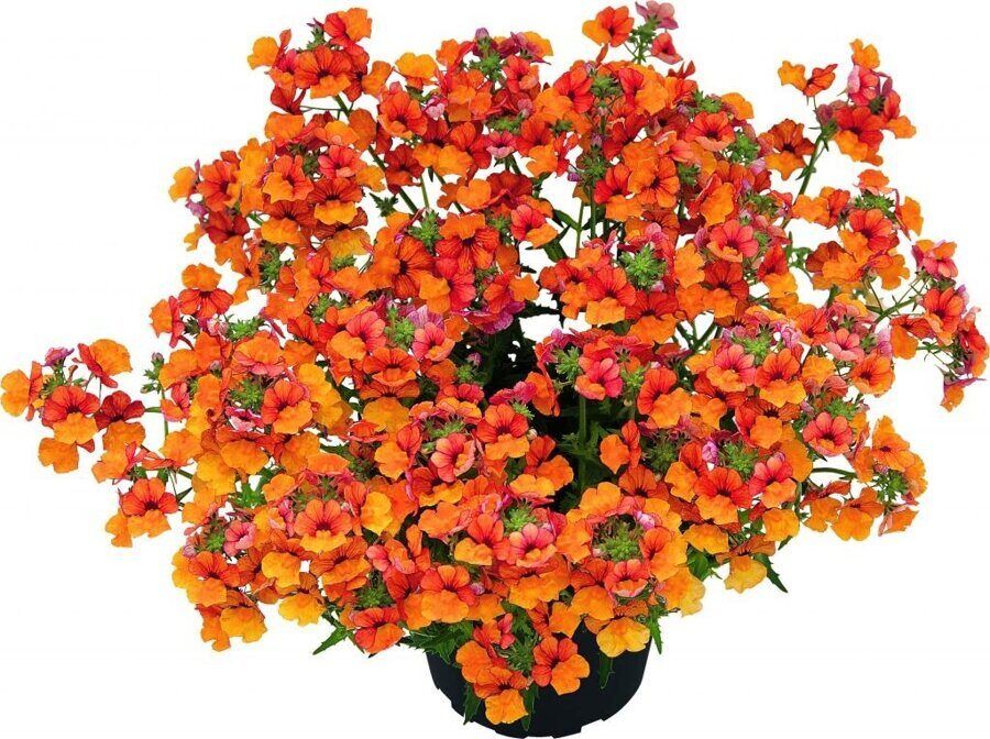 Enhypen orange blood. Сонхун из enhypen. Энхайпен. Тёмная луна кровавый алтарь персонажи. Красный апельсин как называется.