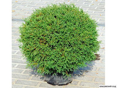 Туя Мистер Боулинг Болл - Mr. Bowling Ball