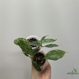 25/07/2025 Hoya Multiflora Milky Way