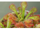 Drosera Coccicaulis - Drosera venusta, Drosera natalensis