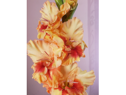 33) Волшебный фонарь (3раз)