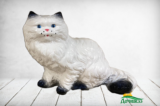 Кот персидский белый