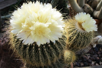 Eriocactus amplicostatus HU 307 (D=15mm)