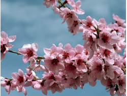 Купить греющую картину с фото ветка сакуры