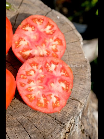 Томат Ивунтянский Великан, 10 шт