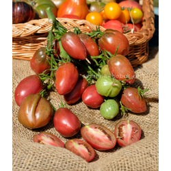 Томат Шоколадный Тюльпан, 10 шт