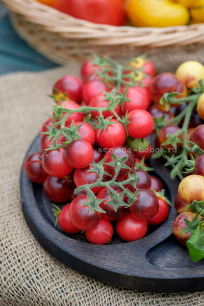 Томат Маленький Красный Корвет (Little Red Corvete), 10 шт