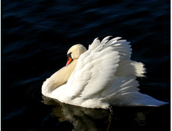 Купить греющую картину с фото лебедь