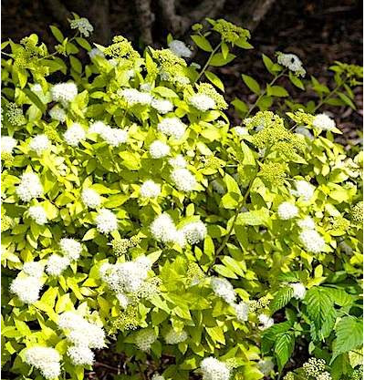 Спирея "Голд Вайт"