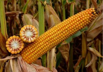 ксс 5290 семена кукурузы
