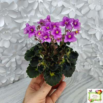 LV-Ланселот (Л. Шевелева) 2025 г. (клакамусный гёрл с кроновой пестролистностью) (стартер)