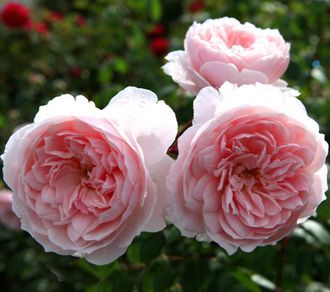 Уизли 2008 (Wisley 2008)