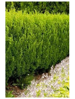 Тис средний Groenland