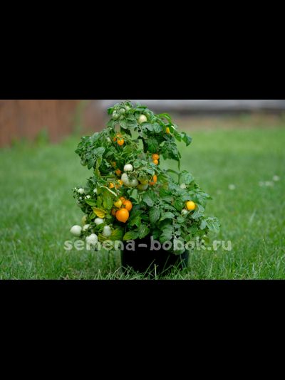 Томат Оранжевая Шапочка, 10 шт