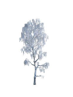 Деревья зимние лиственные