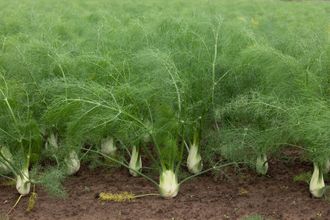 Фенхель сладкий (Foeniculum vulgare), семена (5 мл) СО2 экстракт