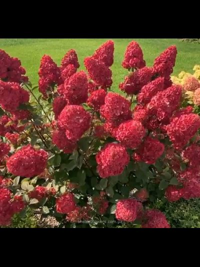 САМАРСКАЯ ЛИДИЯ В ГОРШКЕ 2 ЛИТРА