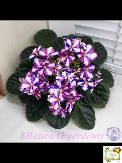 Kilauea (Eyerdom) химера (пасынок из цветоноса укоренённый)