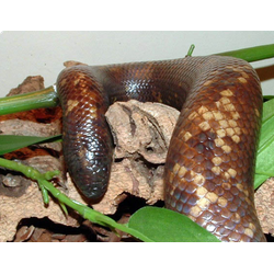 Земляной питон Рейнхардта (Calabaria reinhardti)