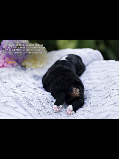 девочка ОРАНЖЕВЫЙ ошейничек Д-2025, mas = ЗАБРОНИРОВАНА