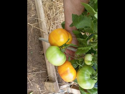 Томат Медовое авеню (Honey avenue)