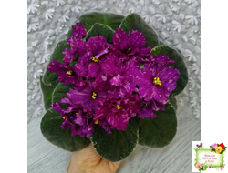 РМ-Финикийская Принцесса (Н. Скорнякова) 2023 г.