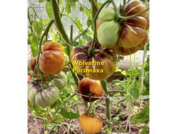 Томат Росомаха (Wolverine)