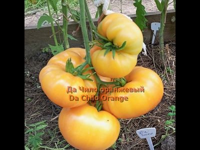 Томат Да Чило оранжевый (Da Chilo, США)