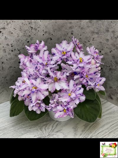 МК-Ветер Перемен (М. Карпова) химера стандарт (стартер сорт)