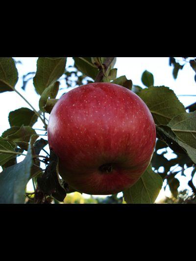 Боровинка красная (яблоня)