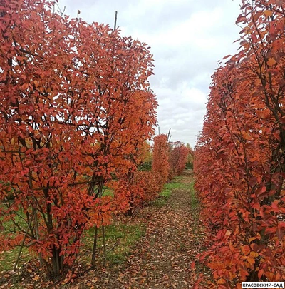 Топиар клён Гиннала в форме шпалеры