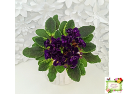 ЛЕ-Мия (Е.Лебецкая) 2018 г. (стартер)