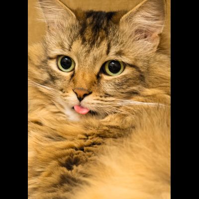 D0398 Тимофей