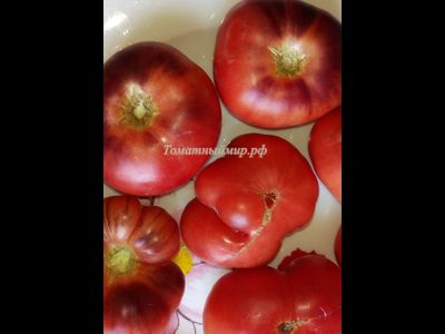 Томат Дорога Скотдейл  (Scotsdale Road)