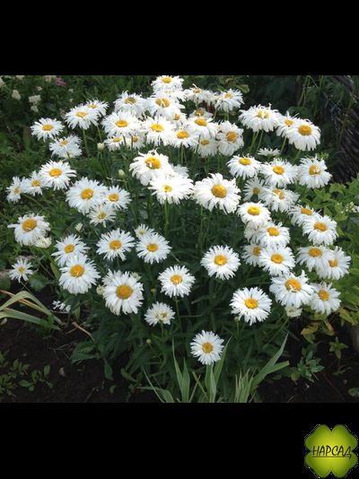 НИВЯНИК "КРЕЙЗИ ДЕЙЗИ"