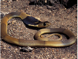 Роющая кобра(Naja annulifera)