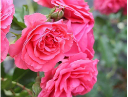 Розариум Ютерсен (Rosarium Uetersen)