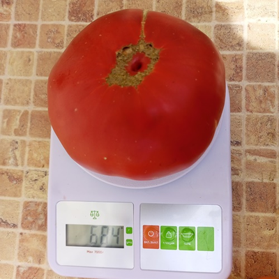 Томат Тидвелл немецкий (Tidwell German)