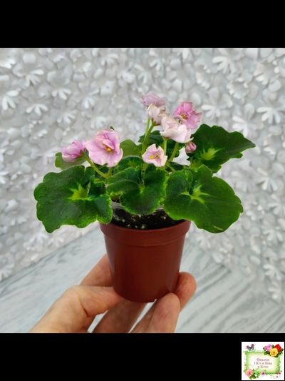 LV-Прелесть (Л. Шевелева) сеянец (стартер)