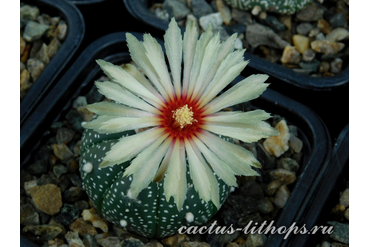 Astrophytum asterias (best nice A)